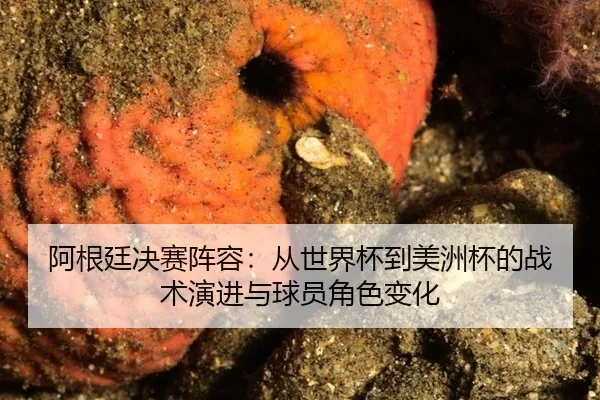 a-gen-ting-jue-sai-zhen-rong-cong-shi-jie-bei-dao-mei-zhou-bei-de-zhan-shu-yan-jin-yu-qiu-yuan-jue-se-bian-hua-2-326.jpg
